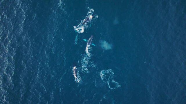 Humpback Whales in Sunny Cabo San Lucas Baja California Sur Mexico, Pacific Ocean