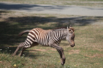 running zebra baby