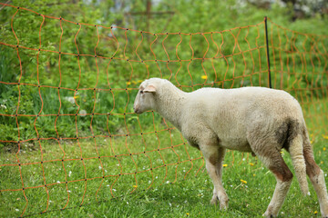 Domestic sheep grazing on pasture protected by an electric grid with a fence