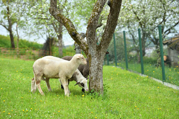 Obraz premium Home-bred sheep in a garden fenced with an electric grid 