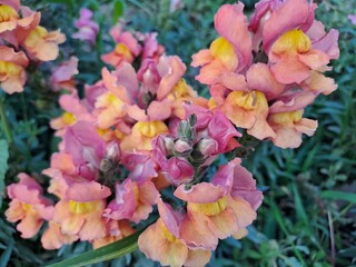 pink and yellow flowers