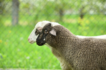 Home close-up of a sheep's head  on the farm on the meadow