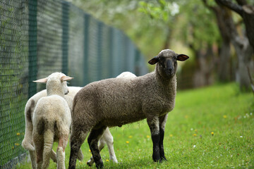 Domestic sheep grazing on pasture protected by an electric grid with a fence