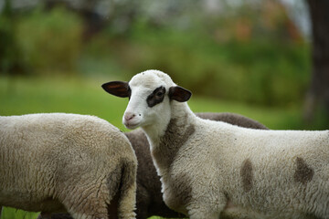 Obraz premium Home close-up of a sheep's head on the farm on the meadow