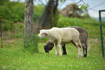 Obraz premium domestic sheep walks on a meadow and eats grass