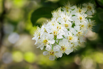Hackberry Blossom