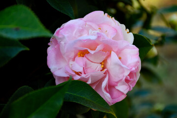 Vibrant pink Camilla flower at garden area.
