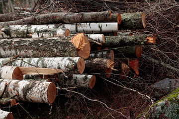 Pile of brushwood, wooden logs, big trunks of tall trees chopped and stacked in a forest