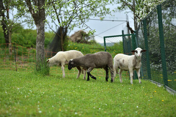 Domestic sheep grazing on pasture protected by an electric grid with a fence