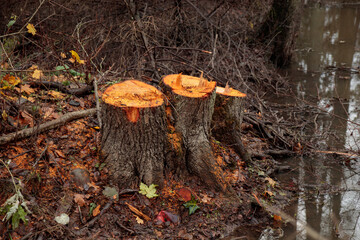 Deforestation. Alder stumps in the forest from freshly chopped tree after cutting forest