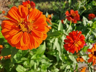 orange flowers in the garden