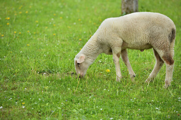 domestic sheep walks on a meadow and eats grass