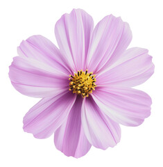 PNG Beautiful pink flower in full bloom on a sunny day