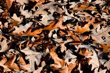 Autumn leaves fallen from a tree
