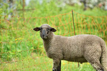 Obraz premium Home-bred sheep in a garden fenced with an electric grid 