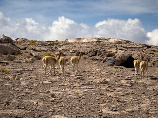 Vicuñas on the Bolivian Plateau