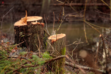 Deforestation concept. Alder and birch stumps in the forest from freshly chopped tree after cutting forest