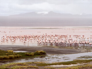 Flock of Flamingos at the Red Lake in Bolivia