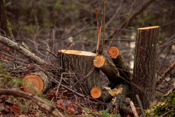 Deforestation. Alder stumps in the forest from freshly chopped tree after cutting forest