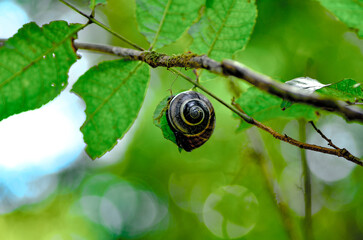 Various types of plant leaves in tropical rain forests provide habitat for many types of snails