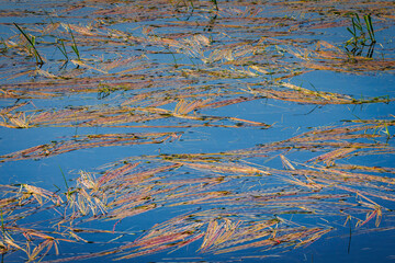 Floating Grasses