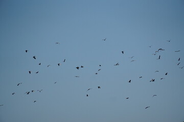 Flock of birds in flight open sky nature photography serene atmosphere aerial perspective wildlife behavior