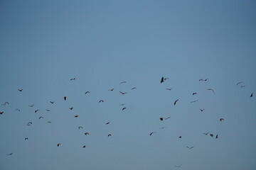 Flock of birds in the sky natural habitat wildlife photography open air aerial view nature's beauty unveiled