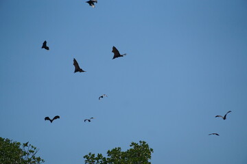 Bats and birds in flight open sky wildlife photography natural habitat aerial view biodiversity exploration
