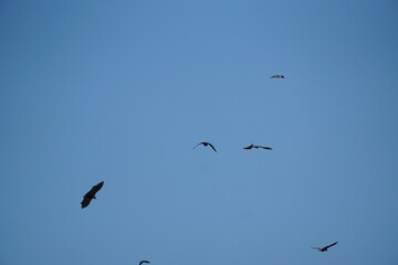 Birds in flight over a clear blue sky nature scene wildlife photography outdoor environment aerial view freedom and harmony