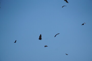 Bats in flight evening sky wildlife photography natural habitat aerial view serenity and adaptation