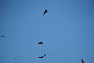 Bats in flight urban sky wildlife photography evening atmosphere aerial view nature's night creatures