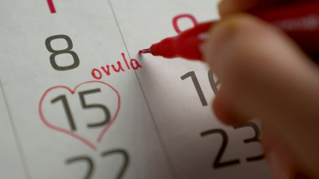 Woman notes on the calendar the day of ovulation, close-up. Ovulation and menstruation concept