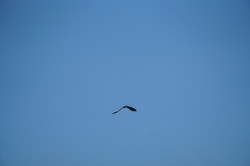 Majestic bird in flight clear blue sky nature photography serene atmosphere aerial perspective freedom concept