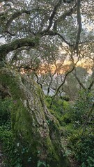 Park near Bussaco Palace, trees