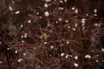 Branches with white berries of Pomeranian Symphoricarpos albus, commonly known as the snowberry, Shrub with white balls, Bladder-fruited bald bush