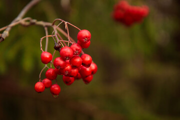 The red clusters of the rowan tree. Rowanberry. Berries in close-up. Autumn harvest for birds