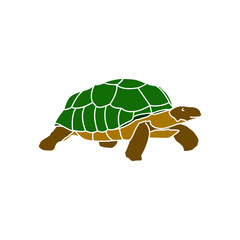 turtle on a white background