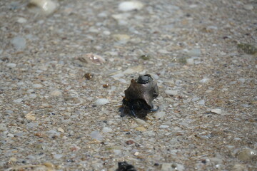 Exploring marine life unique snail discovery on sandy beach coastal environment nature observation close-up viewpoint biodiversity awareness