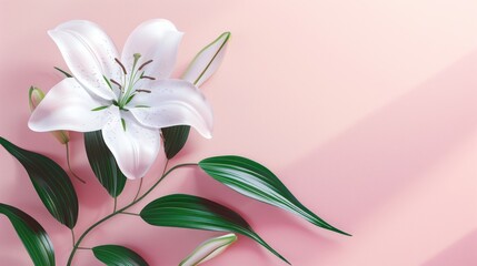 A single white lily with green leaves sits on a pale pink background.