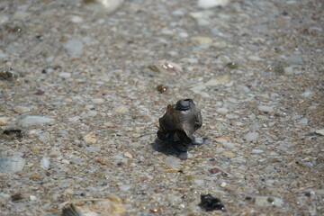 Coastal adventure snail discovery on sandy shoreline nature exploration marine life close-up view beach environment