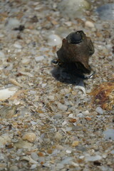 Unique sea creature encounter sandy beach nature photography coastal environment close-up view marine life exploration