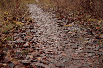 Trail covered with old brown fallen leaves