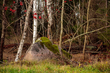 Naklejka premium The rowan tree with red rowanberry in Autumn Finnish forest with a large stone with moss, natural backgroud