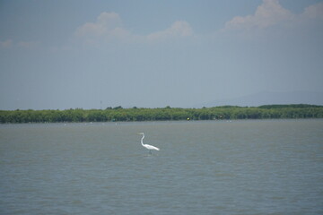 Graceful egret hunting in tranquil waters nature reserve wildlife photography serene environment close-up view peaceful scene