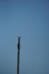 Bird perched on a pole coastal area wildlife photography open sky close-up nature observation