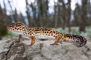 Cute wild small gecko leopard at nature