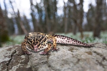 Cute wild small gecko leopard at nature