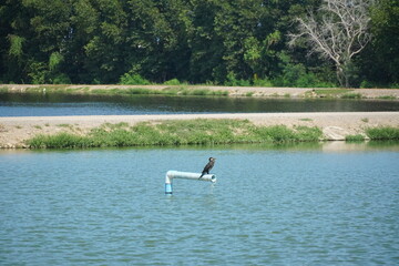 Bird watching adventure scenic lake wildlife photography tranquil environment natural viewpoint nature conservation