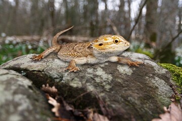 Cute wild small gecko leopard at nature