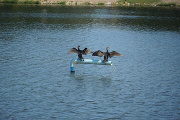 Cormorants drying their wings serene lake wildlife photography natural habitat close-up avian behavior